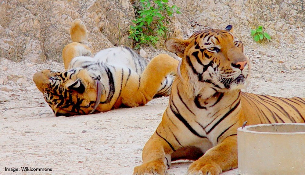 Thailand's Tiger Tourism - The Wise Traveller