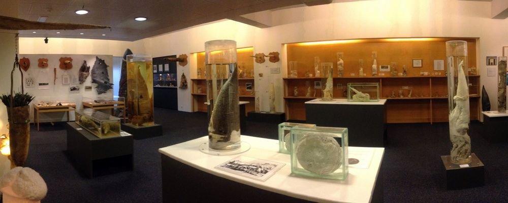 5 Bizarre European Tourist Destinations - The Wise Traveller - Icelandic Phallological Museum - Iceland