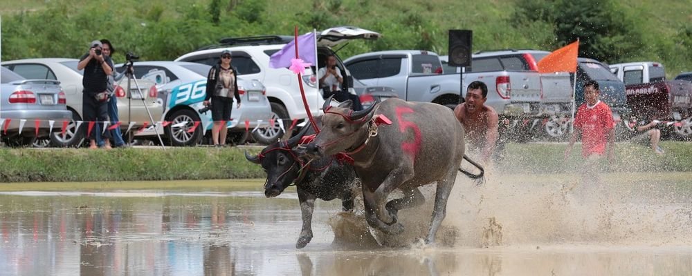 5 Wonderfully Weird Thai Fesitvals - The Wise Traveller - Buffalo Festival