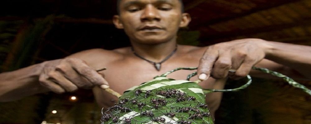 7 Bizarre Local Customs - 7 Local Customs From Around The World That Seem Bizarre - The Wise Traveller Bullet Ant ritual