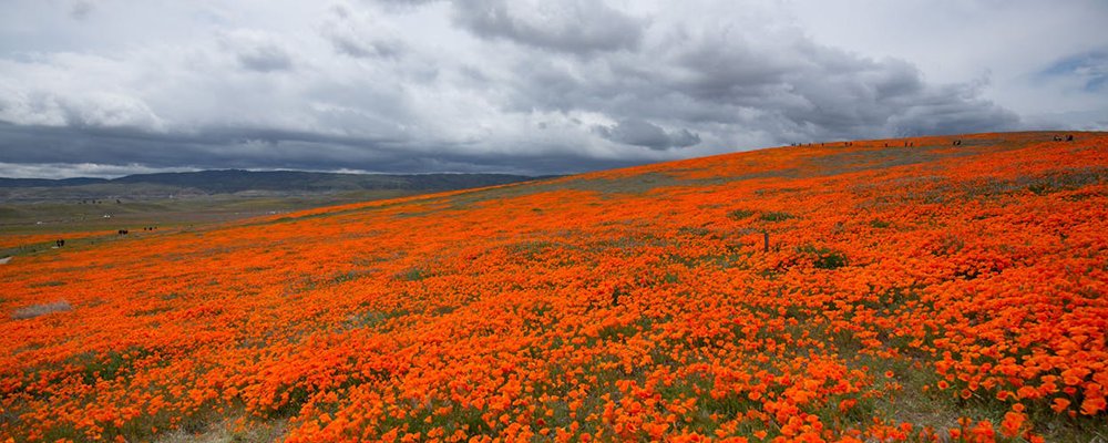 7 Ways To Celebrate The Best Of Blooms This Spring - The Wise Traveller - Antelope Valley Poppy Reserve
