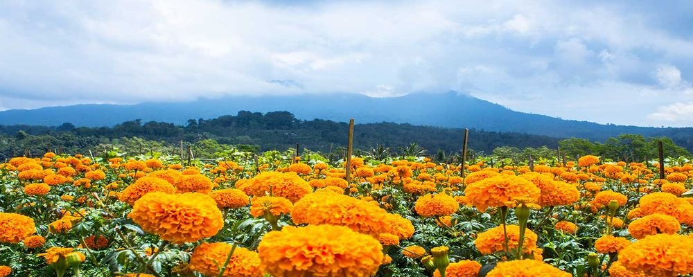 8 Most Scenic Places to Visit in Bali - The Wise Traveller - Marigold