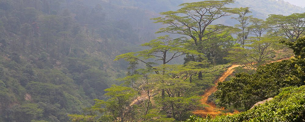 A Clenched Fist - The Knuckles Mountain Range - Sri Lanka - The Wise Traveller - IMG_2878