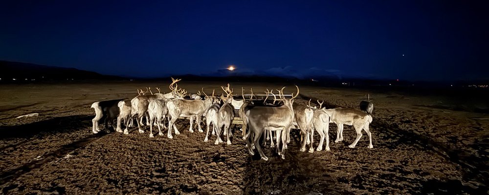 A Cruise taking in the Polar Night, the Northern Lights and a whole lot of snow - The Wise Traveller - Reindeers