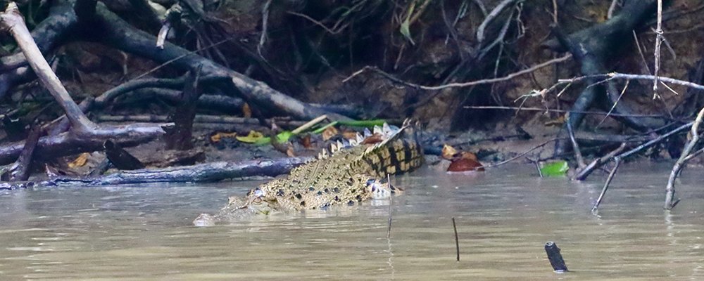 A Gift to the Earth - The Kinabatangan River - Sabah, Borneo - The Wise Traveller - Crocodile