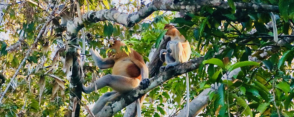 A Gift to the Earth - The Kinabatangan River - Sabah, Borneo - The Wise Traveller - Orangutan