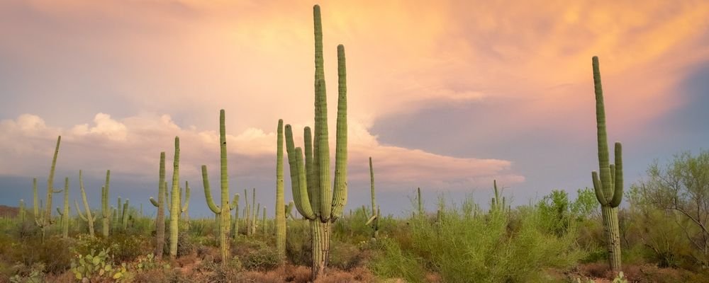A Weekend in Phoenix - What To Do - The Wise Traveller - Sonoran Desert