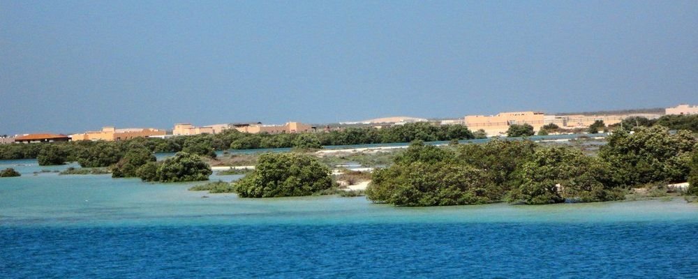 Abu Dhabi Travel Guide for First Time Travellers - The Wise Traveller - Mangrove Abu Dhabi