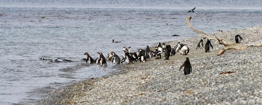 Argentina Adventure Tour—Ushuaia to Tierra del Fuego - The Wise Traveller - IMG_2182