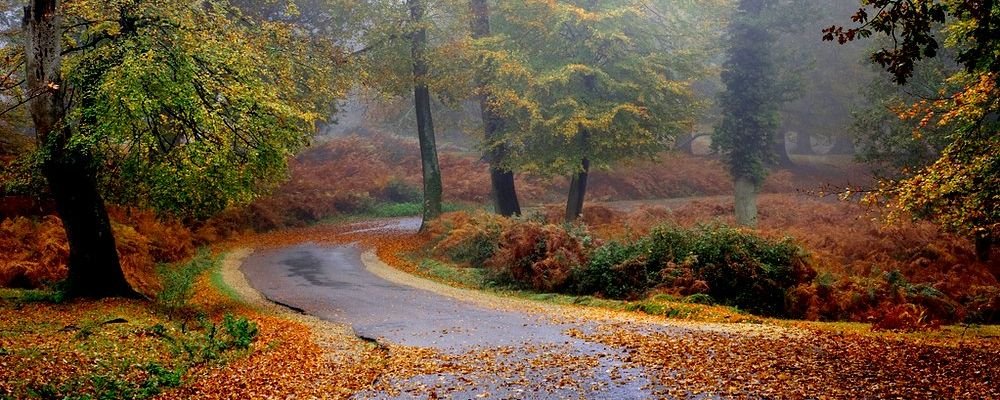 Autumn In The UK Top 5 Spots - The Best Destinations To Experience Autumn In The UK - The Wise Traveller - New Forest - Hampshire