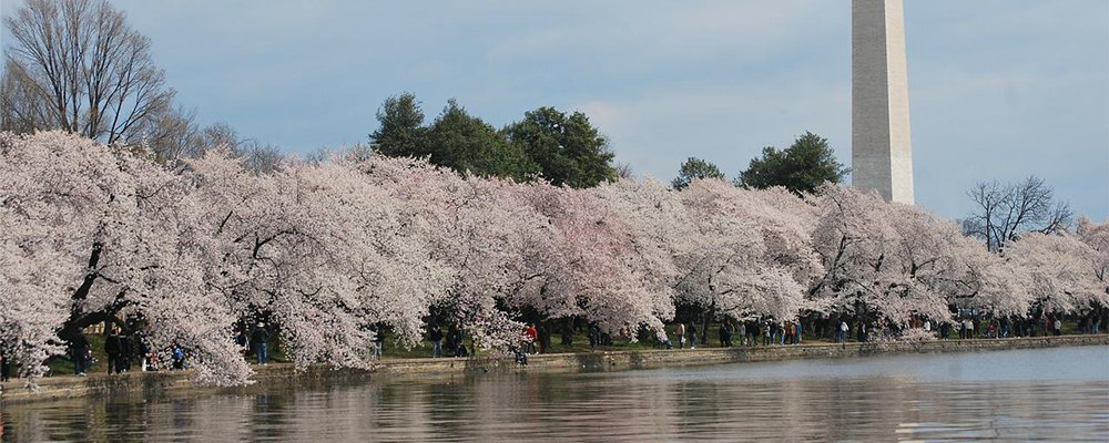 Best Places To Spot Blooming Blossoms In The USA This Spring - The Wise Traveller - Washington