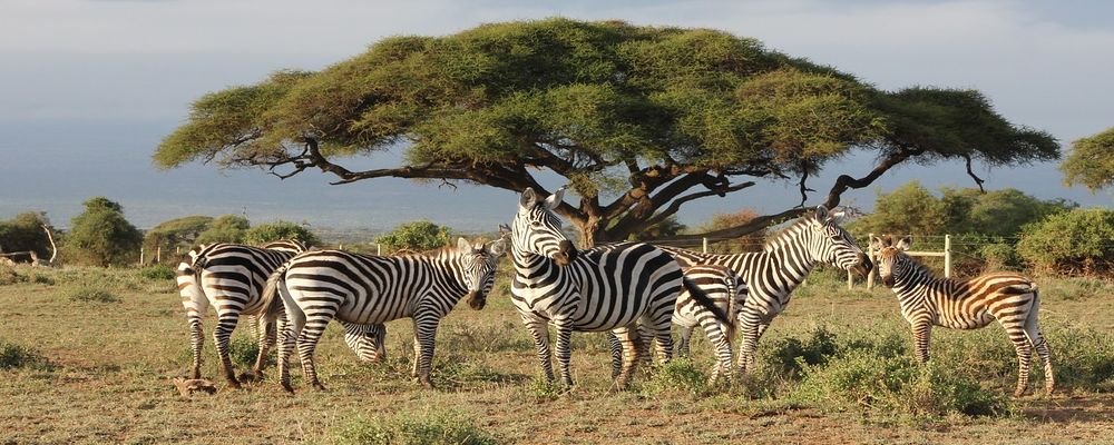Best Trips For Solo Travelers - The wise Traveller - Masai Mara