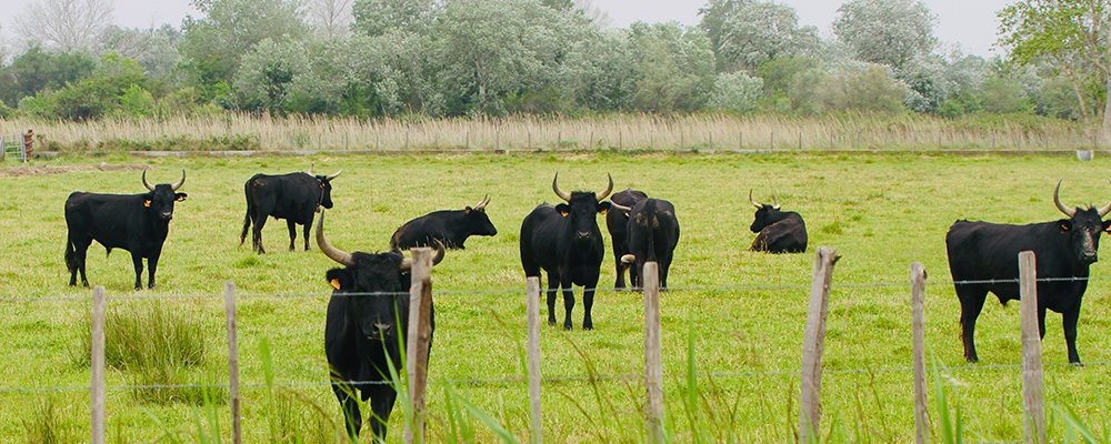 Black Bulls, Van Gogh, and Salt Camargue, France - Part 1 - The Wise Traveller - IMG4923