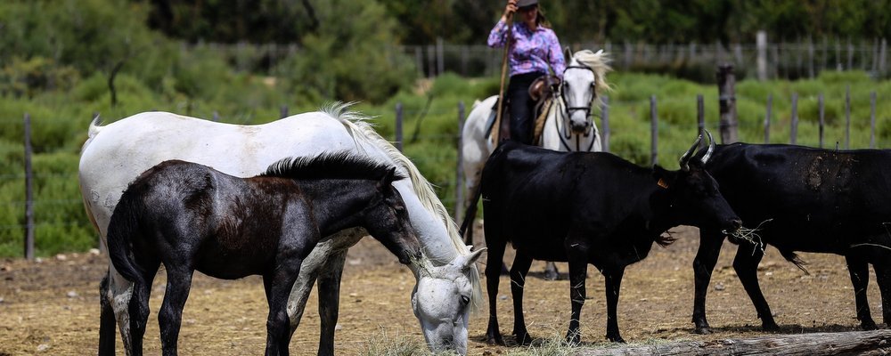 Bull Fighting in France - Camargue - The Wise Traveller