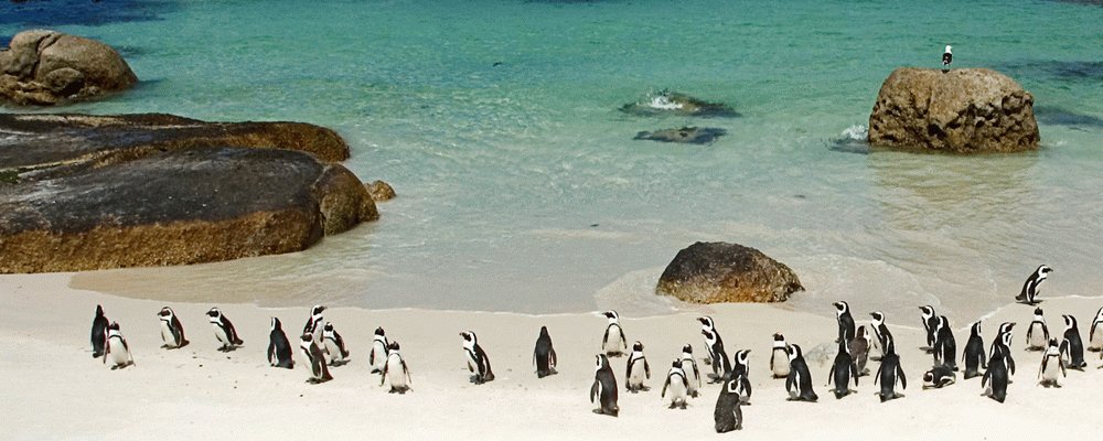 Cape Town - South Africa's Bright Diamond in the Rough - The Wise Traveller - Penguins at Boulders in Cape Town