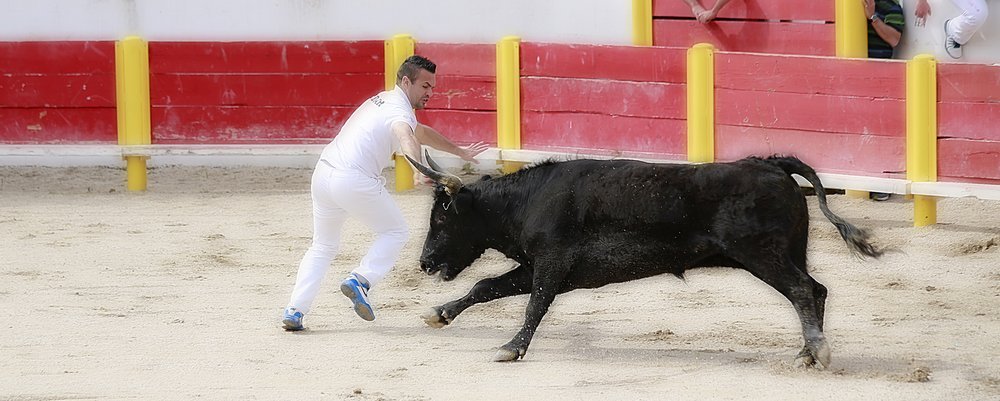 Bull Fighting in France - Camargue - The Wise Traveller