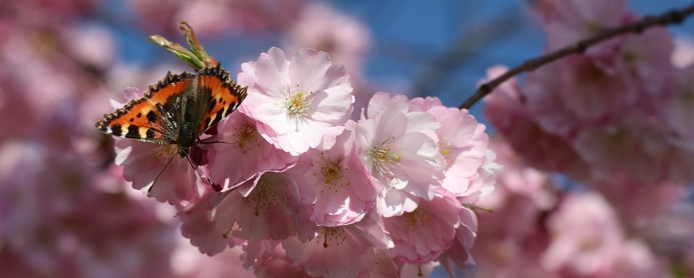 10 Best Cherry Blossom Festivals Around the World - The Wise Traveller