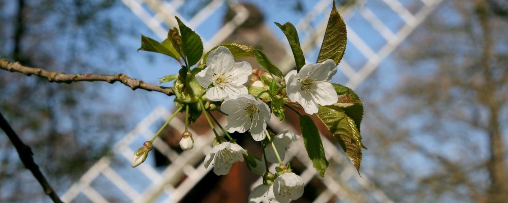 10 Best Cherry Blossom Festivals Around the World - The Wise Traveller