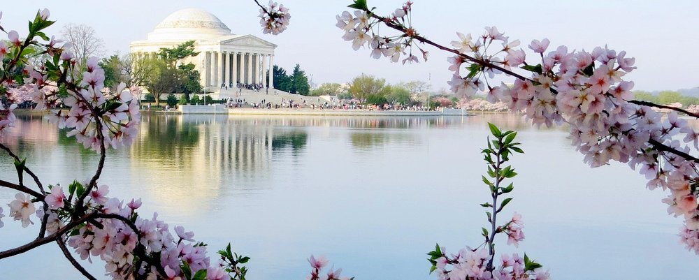 10 Best Cherry Blossom Festivals Around the World - The Wise Traveller