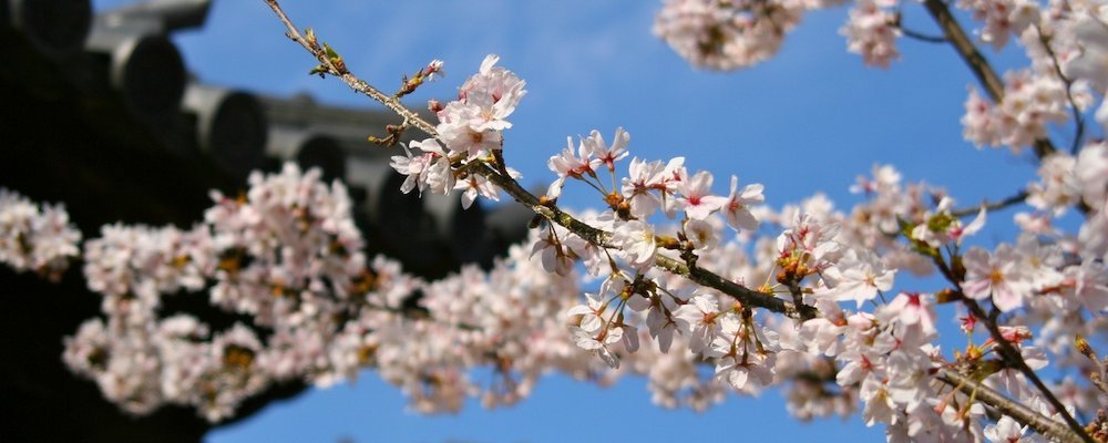 10 Best Cherry Blossom Festivals Around the World - The Wise Traveller