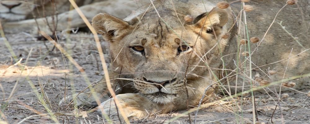 Chindeni Bush Camp - South Luangwa National Park - Zambia - Animal Bootcamp - The Wise Traveller (IMG_7428)