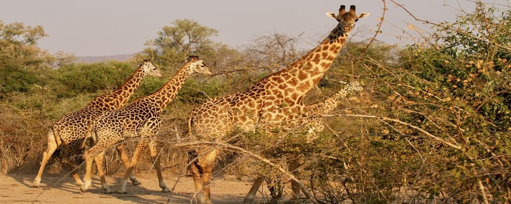 Chindeni Bush Camp - South Luangwa National Park - Zambia - Animal Bootcamp - The Wise Traveller (IMG_7563)