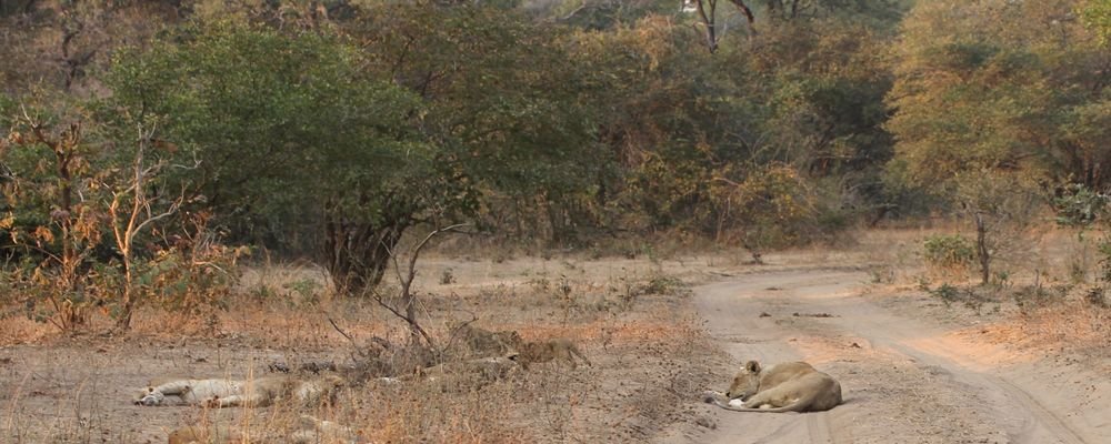 Chindeni Bush Camp - South Luangwa National Park - Zambia - Animal Bootcamp - The Wise Traveller (IMG_7590)