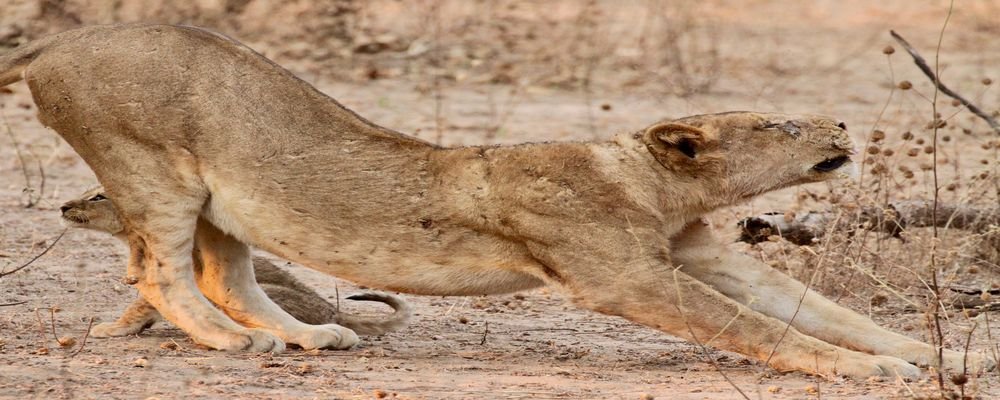 Chindeni Bush Camp - South Luangwa National Park - Zambia - Animal Bootcamp - The Wise Traveller (IMG_7618)