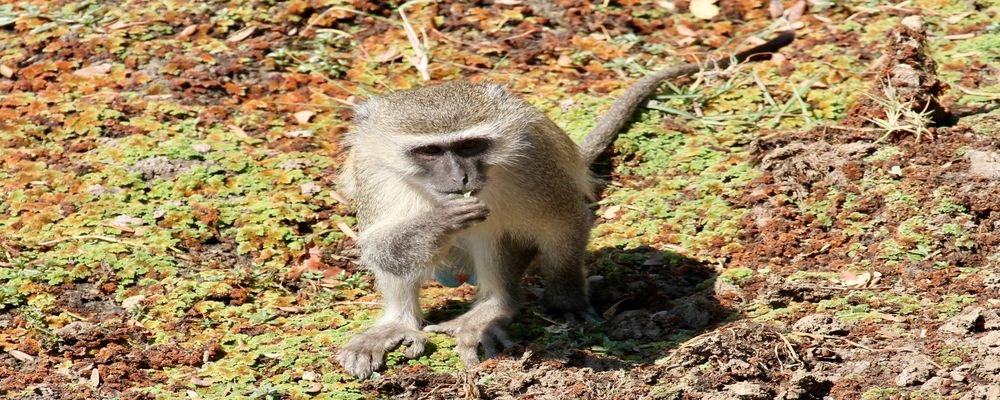 Chindeni Bush Camp - South Luangwa National Park - Zambia - Animal Bootcamp - The Wise Traveller (IMG_8227)