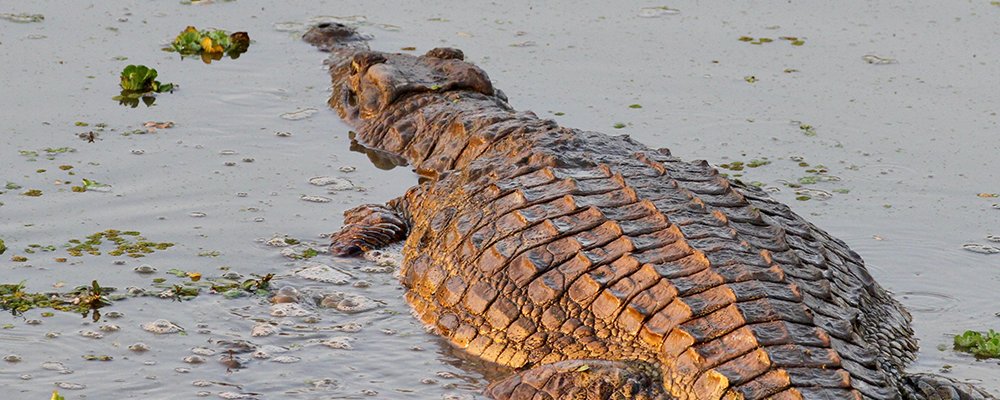 Chobe National Park - Botswana, Africa - The Wise Traveller - IMG_6285