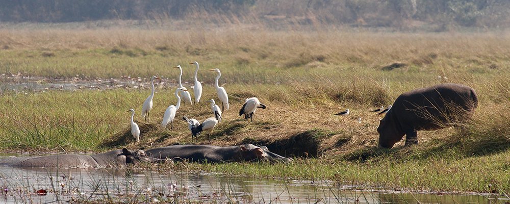 Chobe National Park - Botswana, Africa - The Wise Traveller - IMG_9715