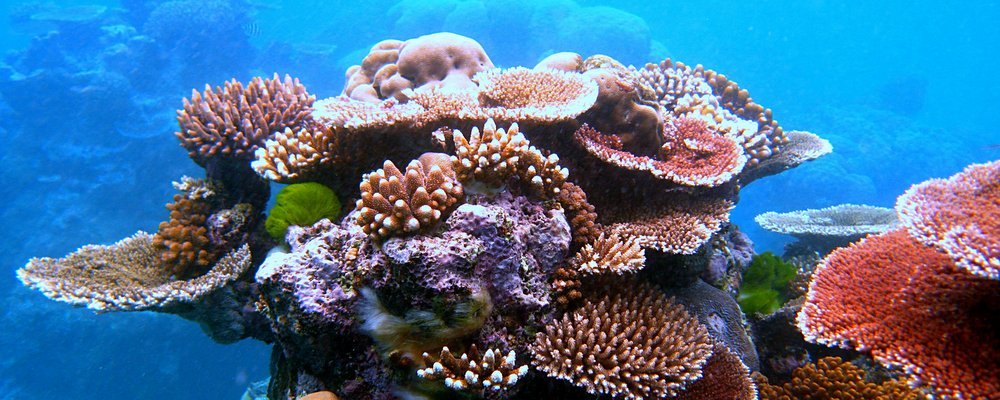 Why You Should Visit The Great Barrier Reef Now - The Wise Traveller