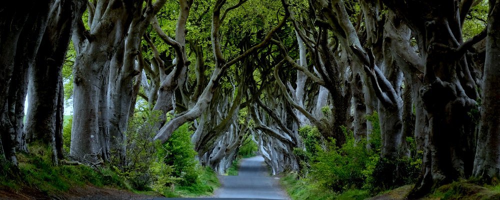 Dark Hedges near Armoy Nth Ireland - The Wise Traveller