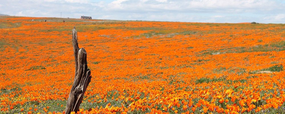 Destinations For the Best Spring Blooms - The Wise Traveller - Antelope Valley 