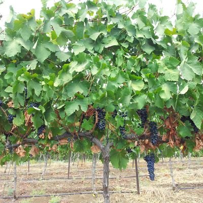 Discovering Israel’s Wineries - The Wise Traveller - Teperberg vines