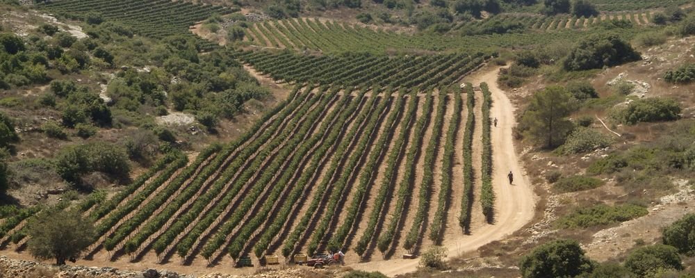 Discovering Israel’s Wineries - The Wise Traveller - Tulip vineyard