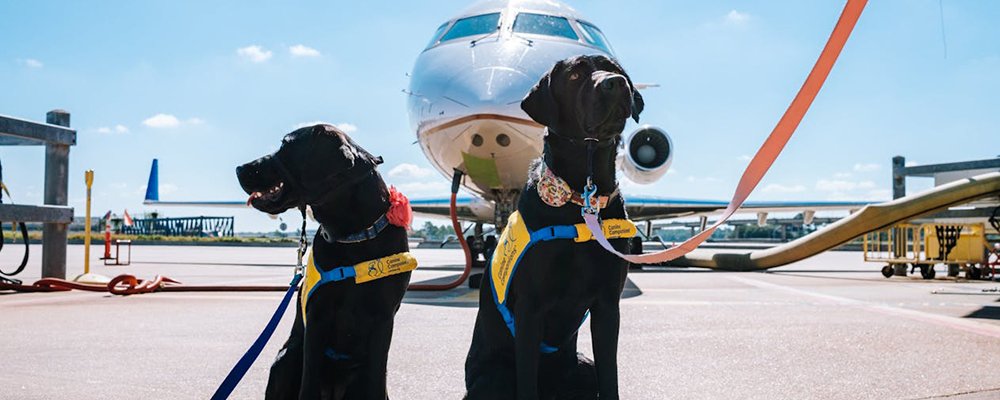 Dog or Baby? - The Wise Traveller - Service Dogs