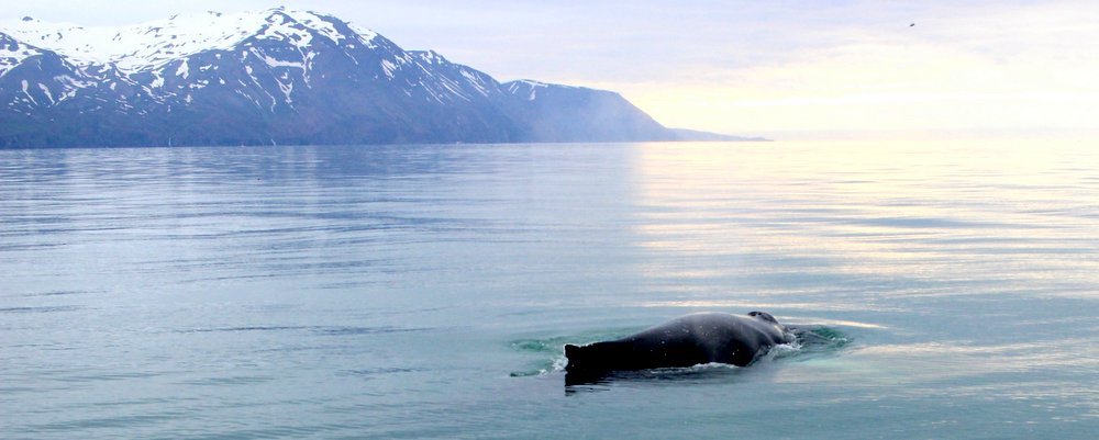 Why Whale Watching Should Be On Your Bucket List - The Wise Traveller
