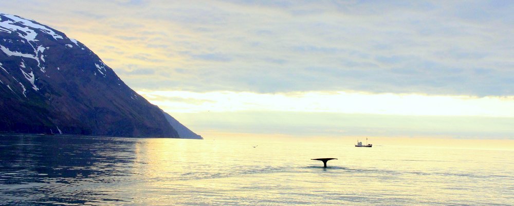 Why Whale Watching Should Be On Your Bucket List - The Wise Traveller