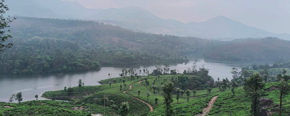 Exploring Kerala - The Wise Traveller - Munnar