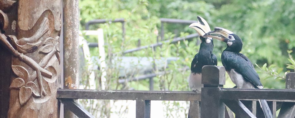 FOMO in the Jungle - Tabin Wildlife Resort - Sabah, Borneo - Birds