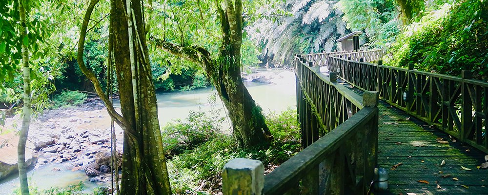 FOMO in the Jungle - Tabin Wildlife Resort - Sabah, Borneo - Bridge