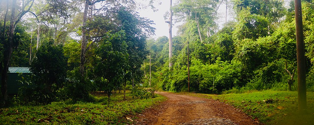 FOMO in the Jungle - Tabin Wildlife Resort - Sabah, Borneo - Pathway