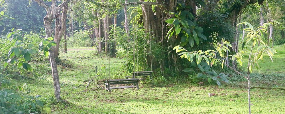FOMO in the Jungle - Tabin Wildlife Resort - Sabah, Borneo - Swings