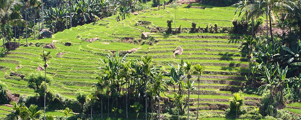 From Badulla to Colombo - Picturesque Train Rides of Sri Lanka - The Wise Traveller - Tea Estates