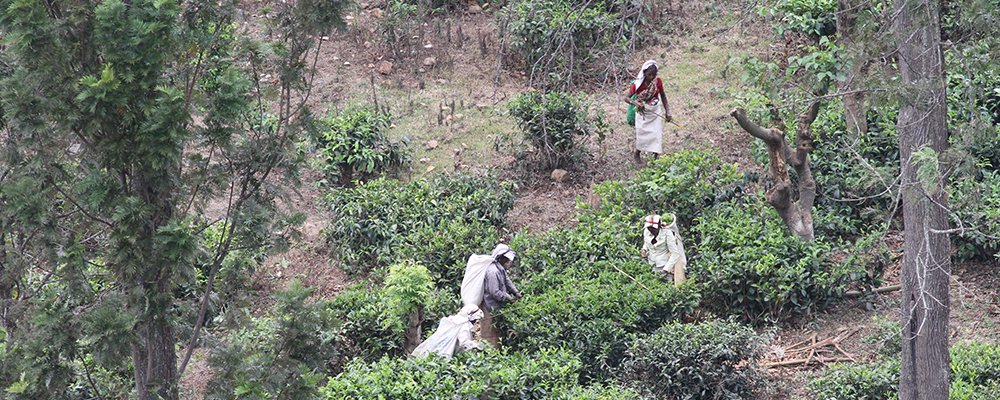 From Badulla to Colombo - Picturesque Train Rides of Sri Lanka - The Wise Traveller - Women in tea estates