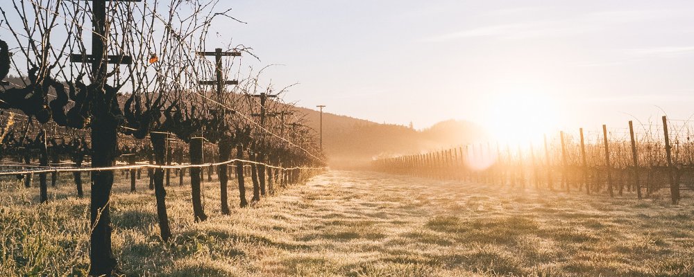 From Palate to Pallete - Wineries With Art Galleries - The Wise Traveller - Larkmead-Vineyards