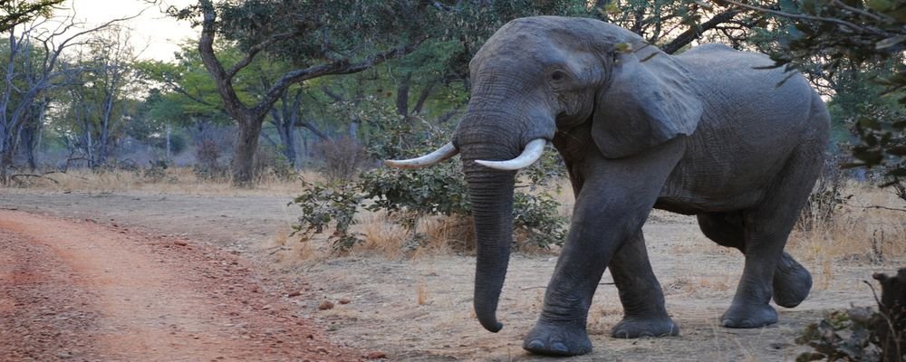 Game Hunters and Conservation—Addressing the Elephant in the Room - The Wise Traveller - Elephant