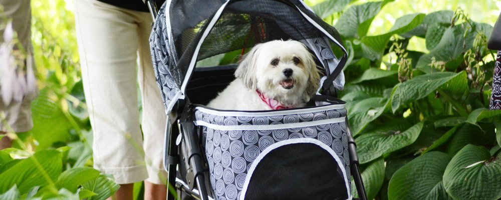 Tips for Travelling with Pets - The Wise Traveller