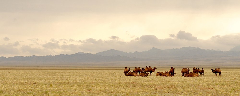 Horses, Eagles and Eating Boodog - Mongolia - The Wise Traveller - Camel